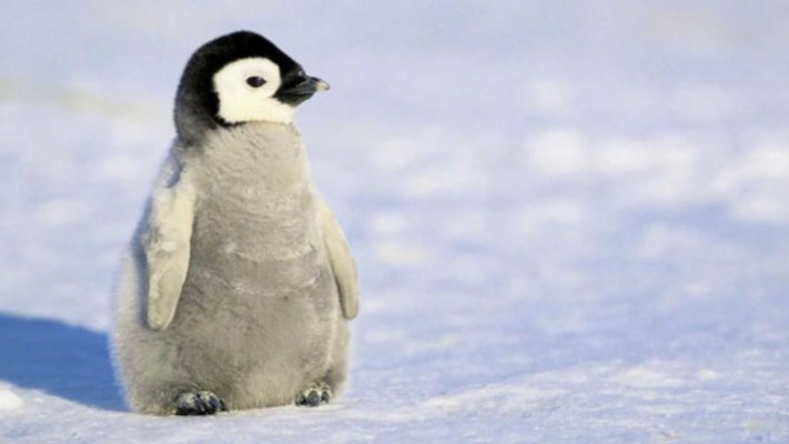baby penguin wallpaper