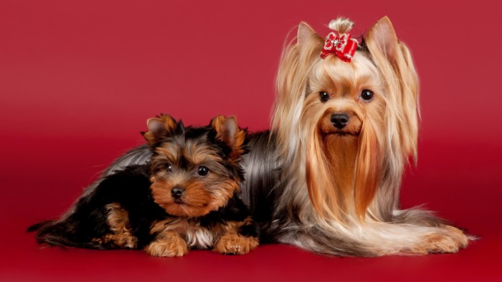 1920x1200, Yorkshire Terrier Dog Wallpaper - Yorkshire Terrier Puppy ...