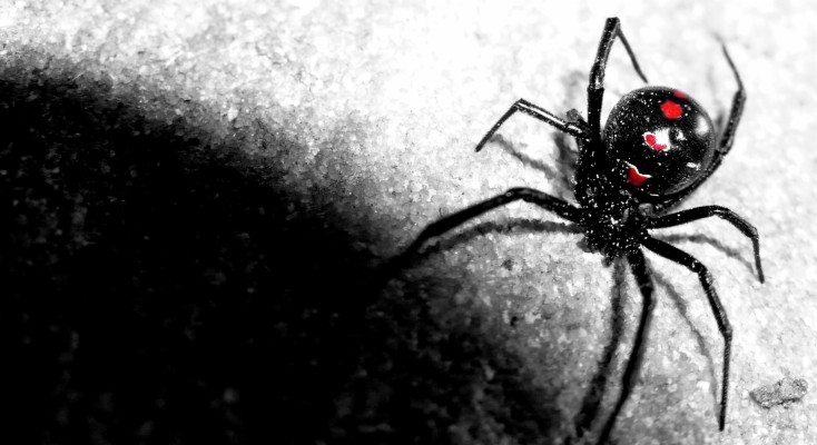 Black Widow Spider Background - 2193x1195 Wallpaper - teahub.io