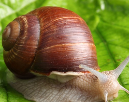 Wallpaper Snail, Leaf, Mustache, Green Background Hd, - Cute Desktop ...