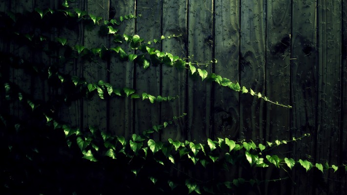 Vines Background - 2560x1440 Wallpaper - teahub.io