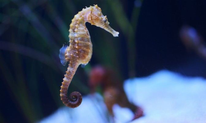 Danger Seahorse Wallpaper - Sea Horse Hd - 2048x1218 Wallpaper - teahub.io