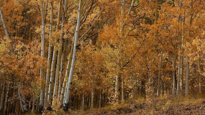 Aspen Tree Wallpapers Hd - Wallpaper - 1366x768 Wallpaper - teahub.io