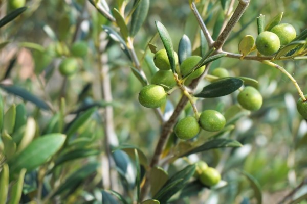 Olive Tree, Olive Branch, Tree, Olives, Growth, Olive - Olives Tree