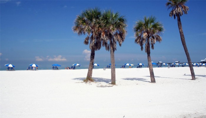 Clearwater Beach Whales - 2560x768 Wallpaper - teahub.io