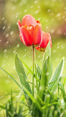 Tulip Rain Hd Wallpaper - Sweet Good Morning Love You - 720x1280 ...