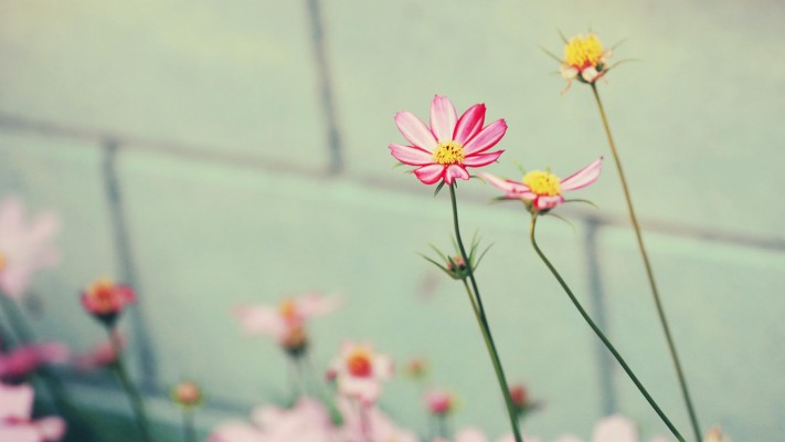 Hd Free Flower Wallpaper Tumblr - Pink And Yellow Twitter Header -  1920x1080 Wallpaper 