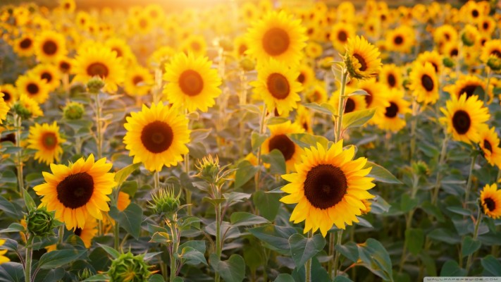 Summer Sunflower Hd Wallpapers Free Download New Hd - Sunflower ...