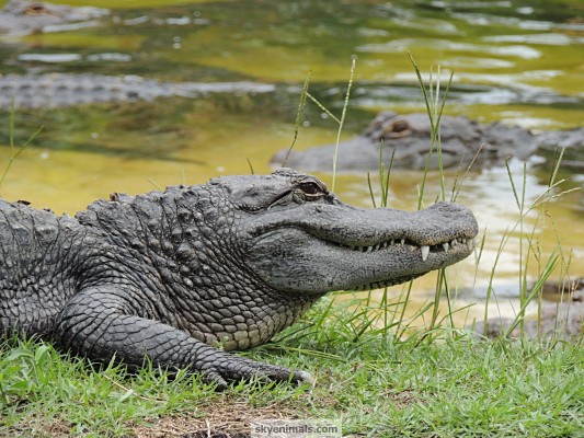 American Crocodile - 2048x1536 Wallpaper - teahub.io