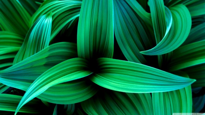Wallpaper Leaves, Green, Plant - Aesthetic Nature Background Green -  1366x768 Wallpaper 