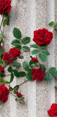 Hd Wallpaper For Mobile Rose