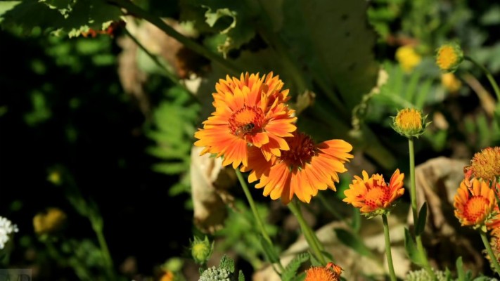 Blanket Flowers - 1280x720 Wallpaper - teahub.io