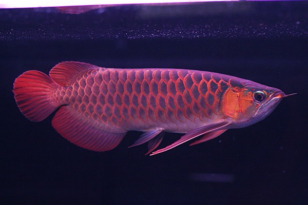 Dragon Fish Arowana Beauty - Red Tail Golden Arowana - 564x967 ...