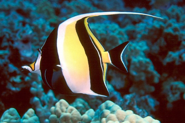 Moorish Idol Picture - Gill Finding Nemo Fish - 975x650 Wallpaper ...