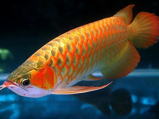7 Ikan  Arwana  Termahal Karena Dianggap Paling Cantik 