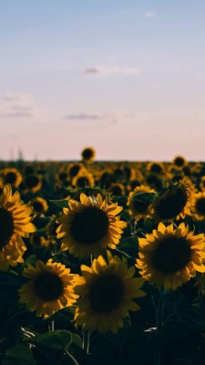 Sunflower Aesthetic 675x1200 Wallpaper Teahub Io