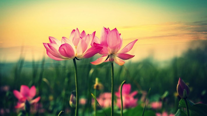 Flower Wallpaper - Flower Hd Wallpaper Widescreen - 1920x1080 Wallpaper - Flower Wallpaper - Flower Hd Wallpaper Widescreen - 1920x1080 Wallpaper -