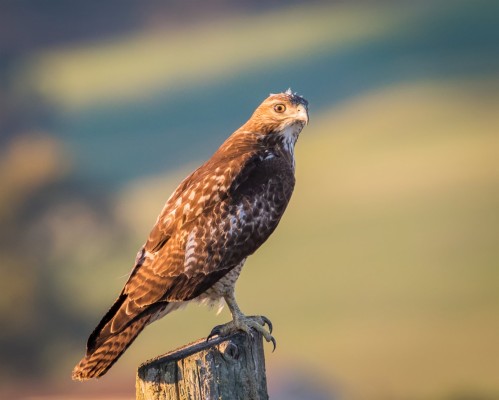 Photo Wallpaper Nature, Bird, Red-tailed Hawk - Red Tailed Hawk 4k ...