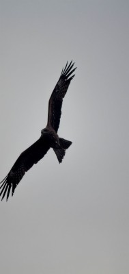 Eagles Birds Wallpaper - Poem On Eagle In Hindi - 720x1520 Wallpaper