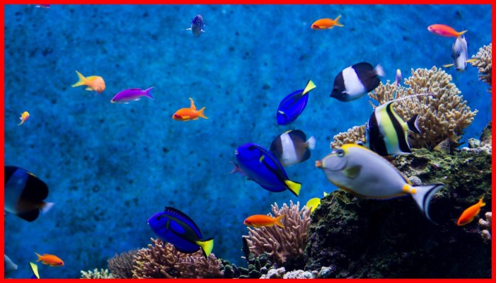 Download Live Wallpaper Windows 10 Fish - Live Aquarium Screensaver ...