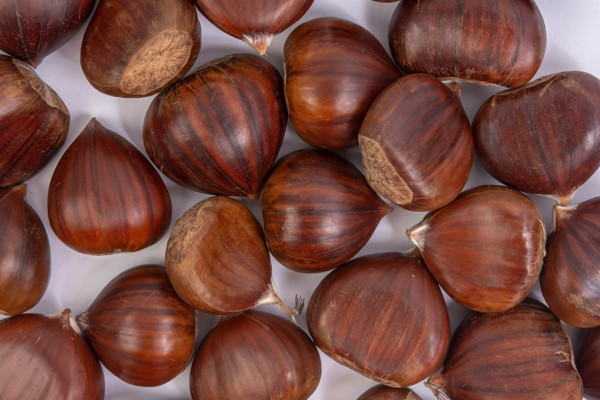 Hazelnut - 1280x853 Wallpaper - teahub.io