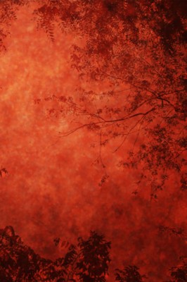 Red Nature Wallpaper - Dyfi Wallpaper Hd - 640x960 Wallpaper 