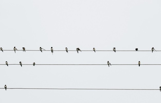 Photo Wallpaper Wallpaper, Animals, Minimalism, Birds, - Flock ...