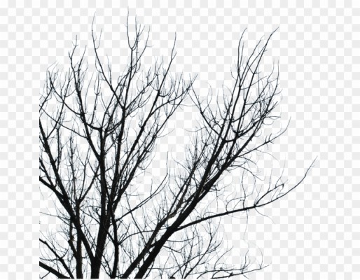 Dark Tree Png Branch Desktop Wallpaper Clipart - Winter Thank You Cards -  900x700 Wallpaper 