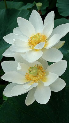Tow White Lotus Flower 577x1024 Wallpaper Teahub Io