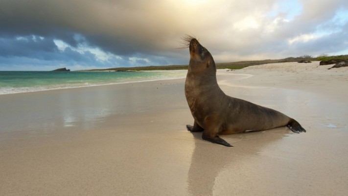 Foca Playa Naturaleza Animales - Seal On Beach - 2560x1440 Wallpaper ...