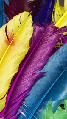 Colorful Feather - 1080x1920 Wallpaper - teahub.io